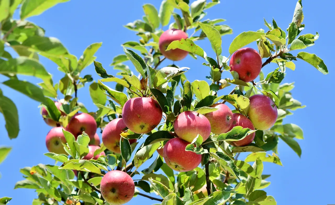 ralphs_fotos-apples-3535566.jpg